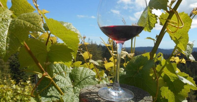 Carmel Valley Wine Tasting Tour - Itinerary and Experience