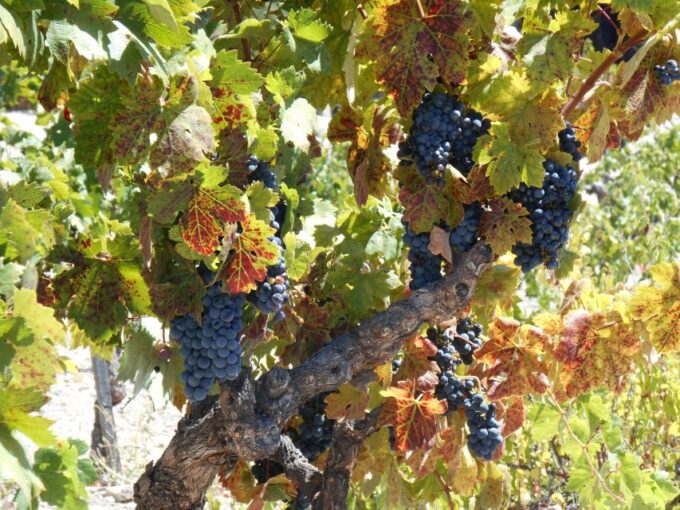 Carmel Valley Wine Tasting Tour - Customer Ratings
