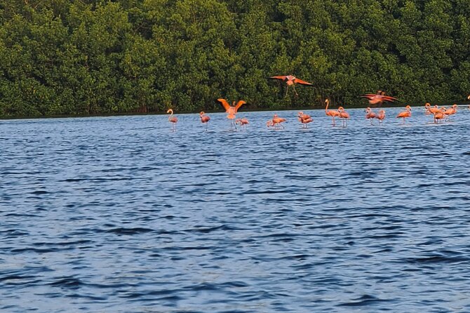 Caroni Bird Sanctuary Tour - Meeting and Pickup Details