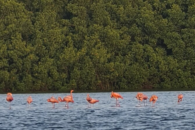 Caroni Bird Sanctuary Tour - Highlights and Photographic Opportunities