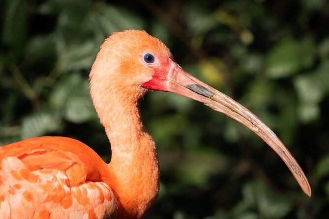 Caroni Swamp Wildlife Tour - About Your Stay