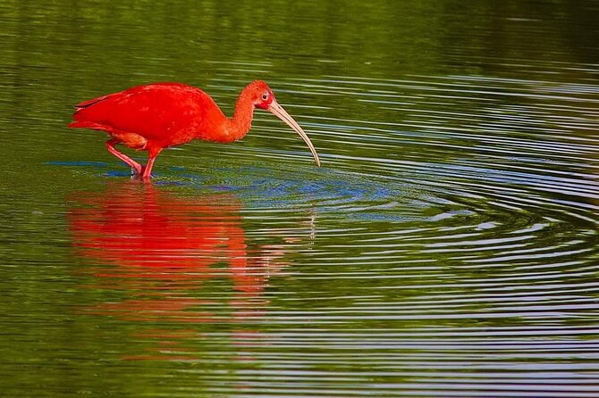 Caroni Swamp Wildlife Tour - Booking Details and Flexibility