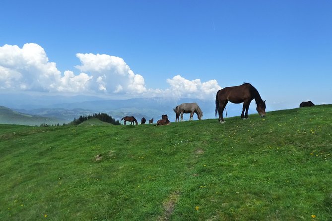 Carpathians in Romania: Bucegi Natural Park With Native Spanish Guide. - Stunning Landscapes