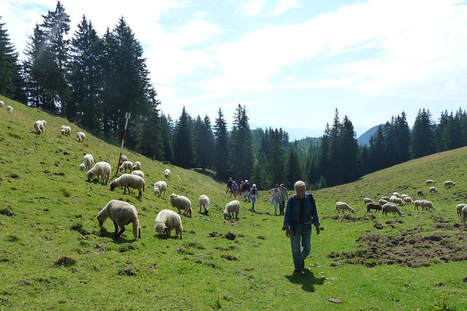 Carpathians in Romania: Piatra Craiului National Park With Native Spanish Guide. - Guides Expertise and Language