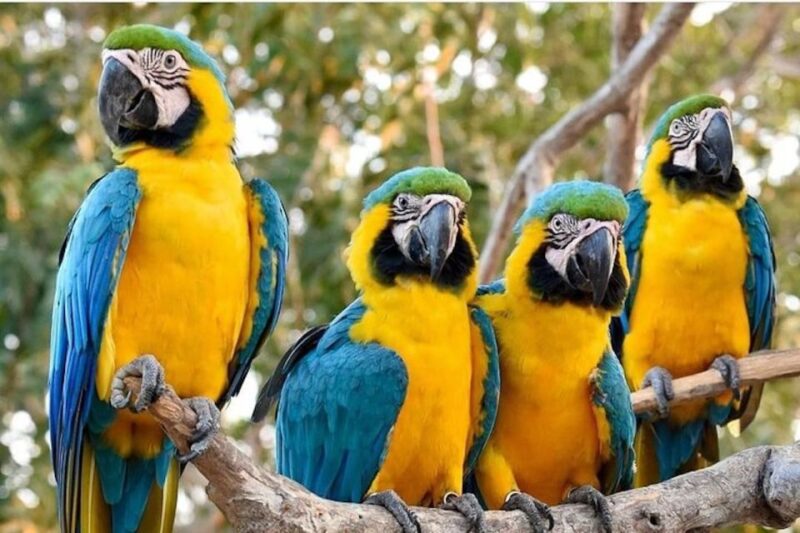 Cartagena: Barú Beach Tour With Optional Bird Aviary - Customer Feedback