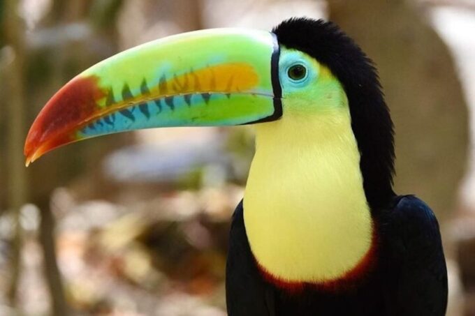 Cartagena: Barú Beach Tour With Optional Bird Aviary - Aviary Visit