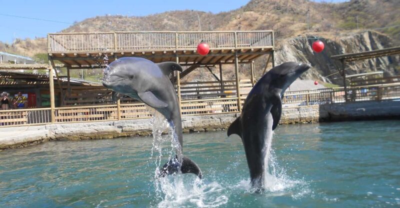 Cartagena / Baru: Enjoy Playa Blanca + Oceanarium - Experience Highlights