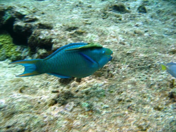 Cartagena: Basic Diving for Beginners in Rosario Islands - Lunch and Free Time