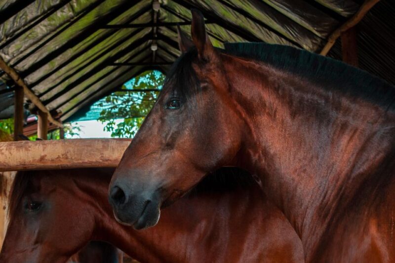 Cartagena: Beach Horse Ride and Colombian Horse Culture - Customer Reviews