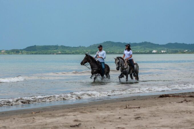 Cartagena: Beach Horse Ride and Colombian Horse Culture - Colombian Paso Fino Horses