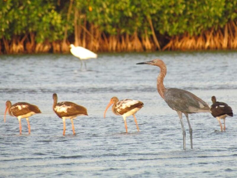 Cartagena: Bird Watching Experience in the Mangrove - Key Points