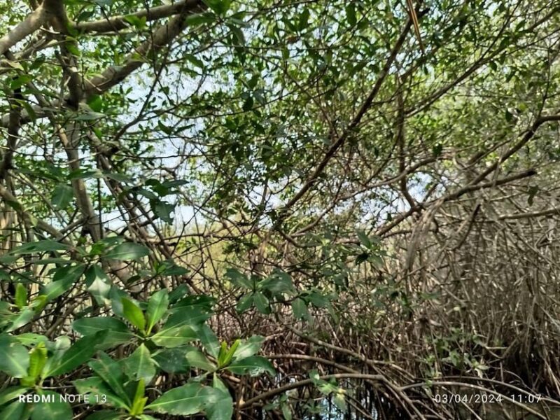 Cartagena: Bird Watching Experience in the Mangrove - Observed Bird Species