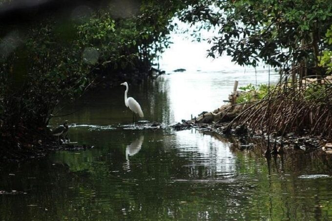 Cartagena: Bird Watching Experience in the Mangrove - Frequently Asked Questions