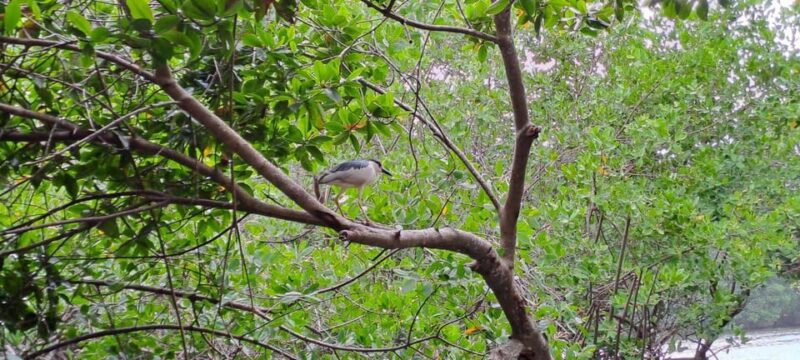 Cartagena: Bird Watching in the Mangroves on a Typical Boat - Key Points