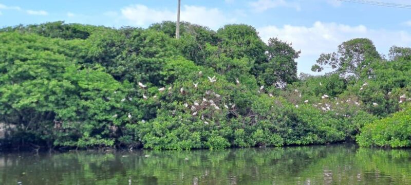 Cartagena: Bird Watching in the Mangroves on a Typical Boat - Booking Information