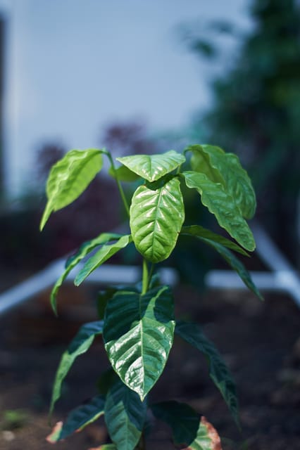 Cartagena: Colombian Specialty Coffee Tasting - Important Information