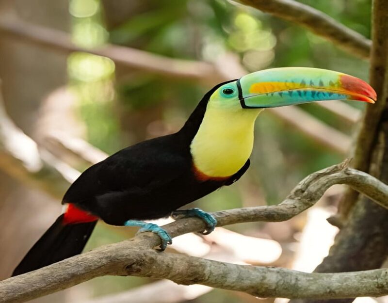 Cartagena: Day Tour Aviary and Playa Blanca, Barú by Bus! - Activities and Highlights