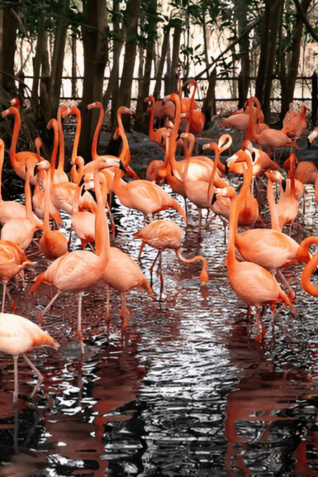 Cartagena: Day Tour Aviary and Playa Blanca, Barú by Bus! - Important Recommendations