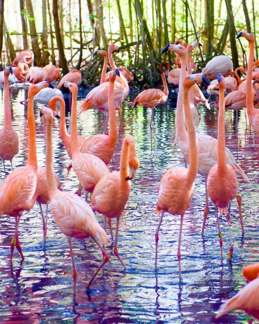 Cartagena: Day Tour Aviary Entrance and Playa Blanca by Bus! - Not Included