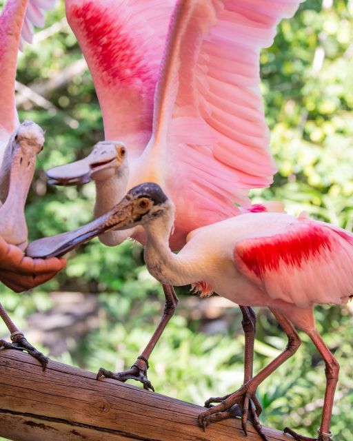Cartagena: Day Tour Aviary Entrance and Playa Blanca by Bus! - Booking Information