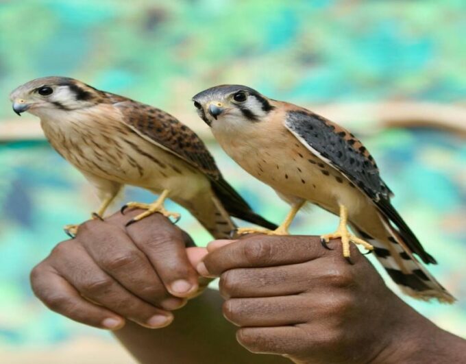 Cartagena: Day Tour Aviary Entrance and Playa Blanca by Bus! - Frequently Asked Questions