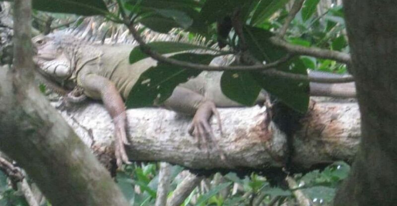 Cartagena: FISHERMENS ISLAND in the MANGROVES by Canoe - Key Points