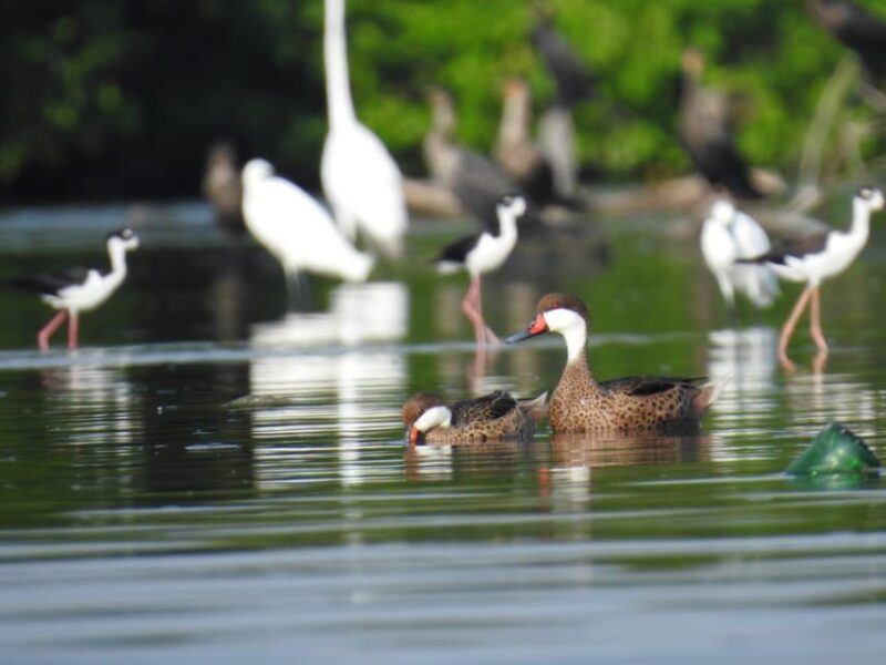 Cartagena: FISHERMENS ISLAND in the MANGROVES by Canoe - Wildlife and Nature Observations