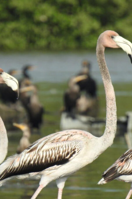 Cartagena: FISHERMENS ISLAND in the MANGROVES by Canoe - Pricing and Availability