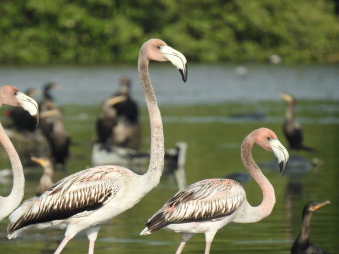 Cartagena: FISHERMENS ISLAND in the MANGROVES by Canoe - Pick-up and Transportation