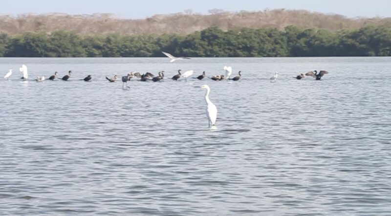 Cartagena Fishing, Crabbing, Birdwatching Experience + Lunch - Experience Highlights