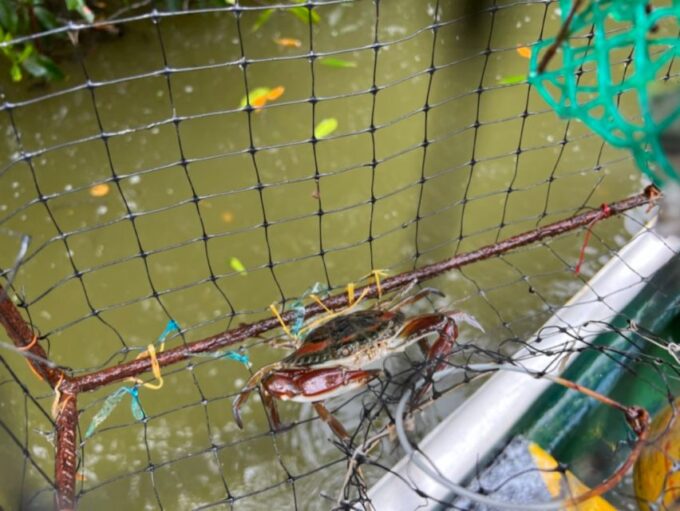 Cartagena Fishing, Crabbing, Birdwatching Experience + Lunch - Frequently Asked Questions