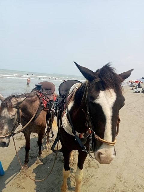 Cartagena: HORSE RIDING on the Beach PHOTOS and LUNCH - Transportation and Meeting Points