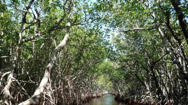 Cartagena Mangrove Tour - Inclusions