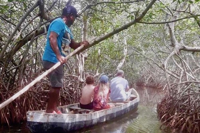 Cartagena Mangrove Tour - Observing Native Species in the Mangroves