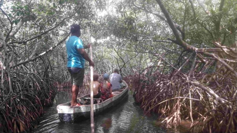 Cartagena Mangrove Tour - Booking Information