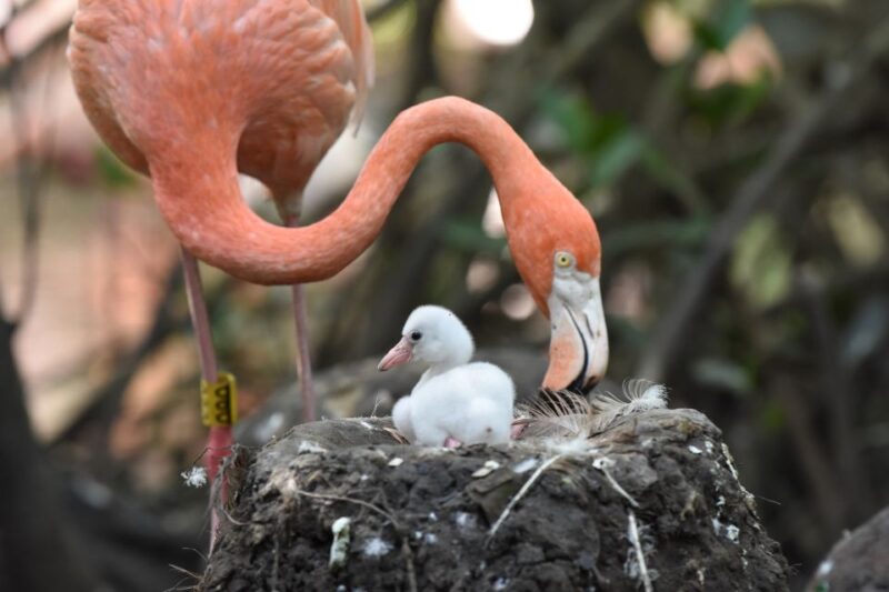 Cartagena: National Aviary of Colombia Entrance Tickets - Immersive Exhibitions