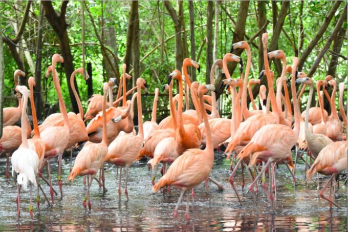 Cartagena: National Aviary of Colombia Entrance Tickets - Visitor Feedback and Recommendations