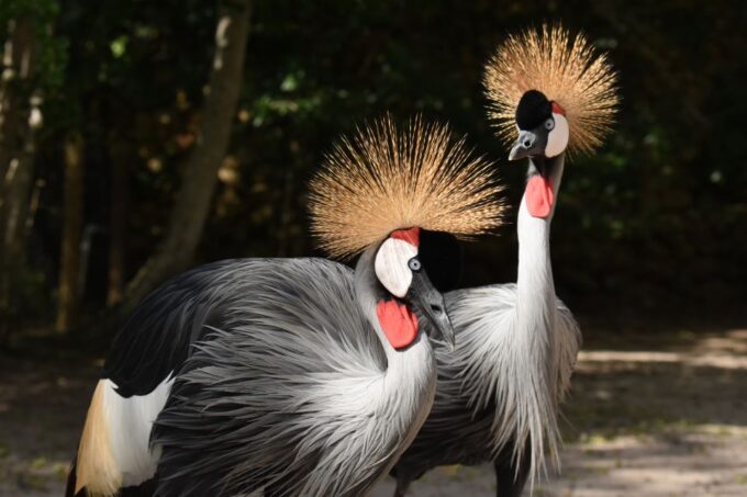 Cartagena: National Aviary of Colombia Entrance Tickets - Planning Your Visit