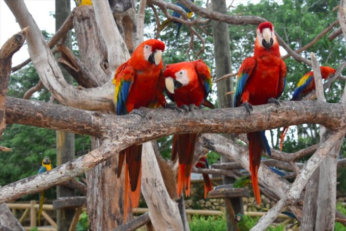 Cartagena: National Aviary of Colombia Entrance Tickets - Frequently Asked Questions