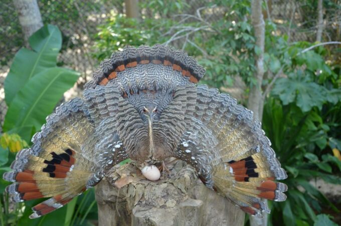 Cartagena: National Aviary of Colombia Entrance Tickets - Planning Your Visit