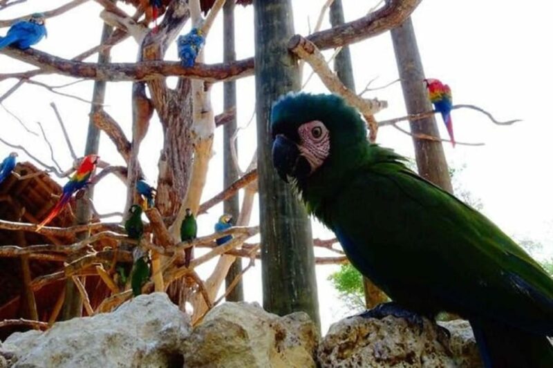 Cartagena National Aviary Private Tour - Key Points