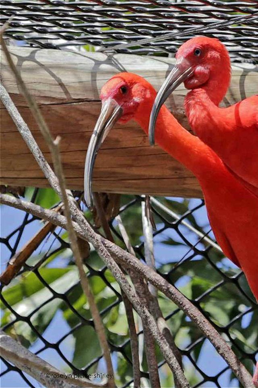 Cartagena National Aviary Private Tour - Aviary Details