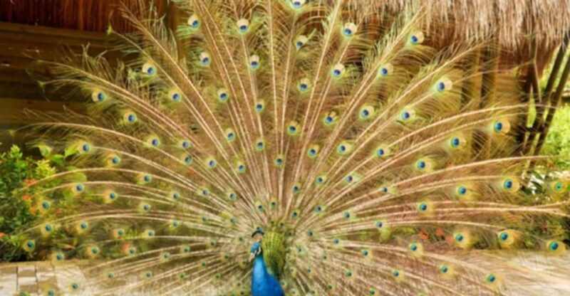 Cartagena National Aviary Private Tour - Guided Tour Experience