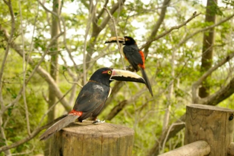 Cartagena National Aviary Private Tour - Climate Zones Exploration