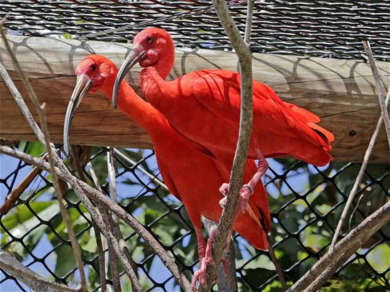 Cartagena National Aviary Private Tour - Personal Encounters With Birds