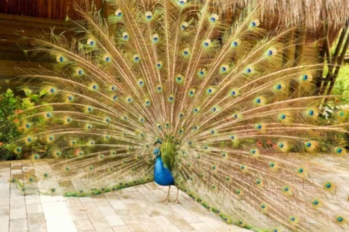 Cartagena National Aviary Private Tour - Transportation and Accessibility
