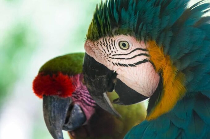 Cartagena National Aviary Private Tour - Recap