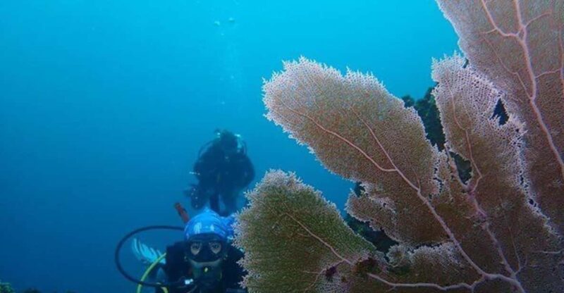Cartagena: PADI DISCOVER SCUBA / MINICOURSE OF DIVING - Key Points
