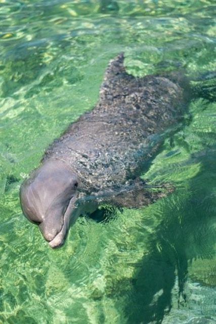 Cartagena: Playa Blanca Barú & Rosario Islands by Boat/Lunch - Cost and Duration