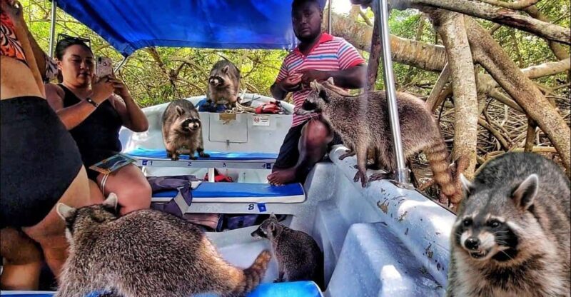 Cartagena: Raccoon Island Snorkel & Mangrove + Photo and Lunch - Itinerary and Activities